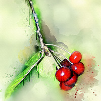 Buy canvas prints of Cherries by Svetlana Sewell