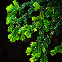 Buy canvas prints of Branch of Pine Tree by Svetlana Sewell