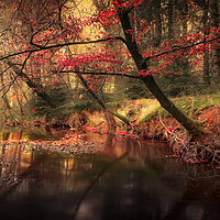 Buy canvas prints of Dreamy Autumn Forest by Svetlana Sewell
