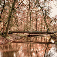 Buy canvas prints of Forest Reflections by Svetlana Sewell