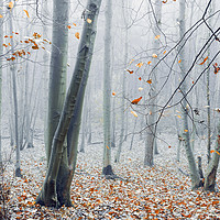 Buy canvas prints of Dreamy Forest by Svetlana Sewell