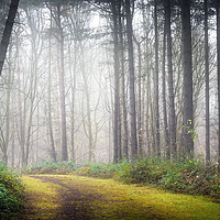 Buy canvas prints of Mysterious Path by Svetlana Sewell