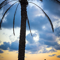 Buy canvas prints of Palms on a Beach by Svetlana Sewell
