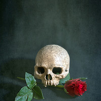 Buy canvas prints of Skull and red rose by Svetlana Sewell