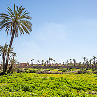 Buy canvas prints of Palms of Morocco by Svetlana Sewell