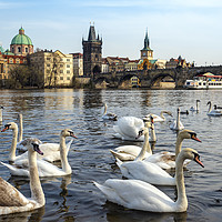 Buy canvas prints of City Swans by Svetlana Sewell
