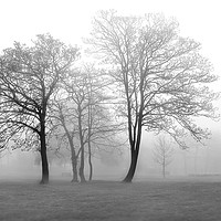 Buy canvas prints of Foggy Trees by Svetlana Sewell
