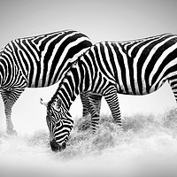 Buy canvas prints of Zebras by Svetlana Sewell