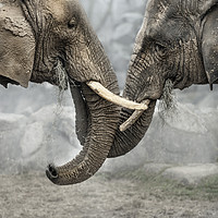 Buy canvas prints of Elephants by Svetlana Sewell