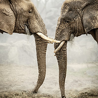 Buy canvas prints of Elephants Love by Svetlana Sewell