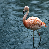 Buy canvas prints of Flamingo by Svetlana Sewell