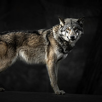 Buy canvas prints of Wolf                                               by Svetlana Sewell