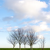 Buy canvas prints of Group of Trees by Svetlana Sewell