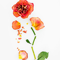 Buy canvas prints of Dry Roses by Svetlana Sewell