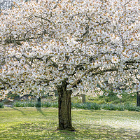 Buy canvas prints of Cherry Blossom Tree by Svetlana Sewell