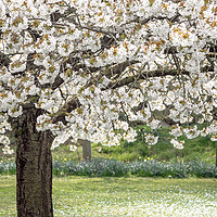 Buy canvas prints of Cherry Blossom Tree by Svetlana Sewell