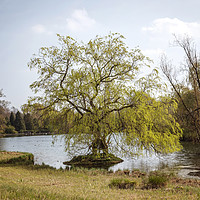 Buy canvas prints of Lake Tree by Svetlana Sewell