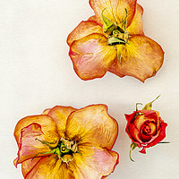 Buy canvas prints of Three dry roses by Svetlana Sewell