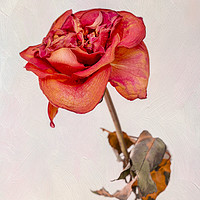 Buy canvas prints of Dry red rose by Svetlana Sewell