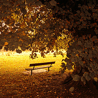 Buy canvas prints of Autumn Bench by Svetlana Sewell