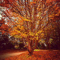 Buy canvas prints of Pretty Autumn Tree by Svetlana Sewell