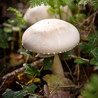 Buy canvas prints of Forest Mushrooms by Svetlana Sewell