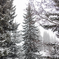 Buy canvas prints of Winter Pine Trees by Svetlana Sewell