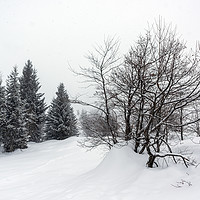 Buy canvas prints of Winter Forest Landscape by Svetlana Sewell