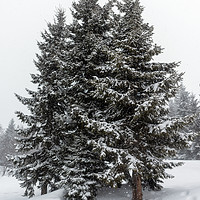Buy canvas prints of Pine Trees by Svetlana Sewell