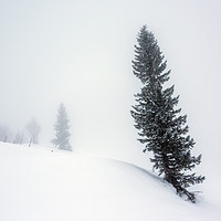 Buy canvas prints of Winter Pine Tree by Svetlana Sewell
