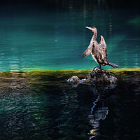 Buy canvas prints of Bird on a lake by Svetlana Sewell