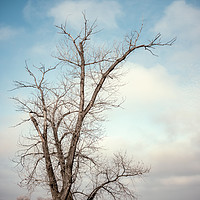 Buy canvas prints of Bare Tree by Svetlana Sewell