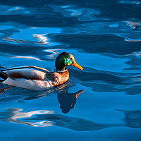 Buy canvas prints of Duck on a Lake by Svetlana Sewell