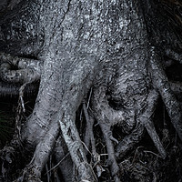 Buy canvas prints of Tree Roots by Svetlana Sewell
