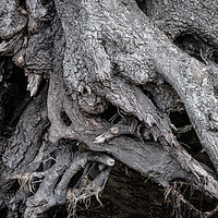 Buy canvas prints of Tree Roots by Svetlana Sewell