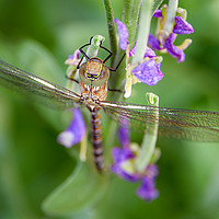 Buy canvas prints of Dragonfly by Svetlana Sewell
