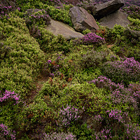 Buy canvas prints of Heather and Rocks by Svetlana Sewell