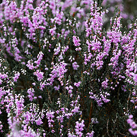 Buy canvas prints of Summer Heather by Svetlana Sewell