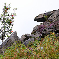 Buy canvas prints of Tree on a cliff by Svetlana Sewell