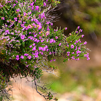 Buy canvas prints of Heather by Svetlana Sewell