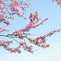 Buy canvas prints of Cherry Blossom Tree Branches by Svetlana Sewell