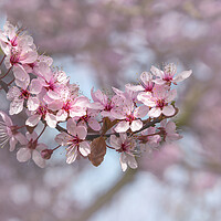 Buy canvas prints of Cherry Blossom Branch by Svetlana Sewell
