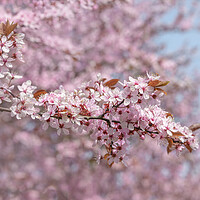 Buy canvas prints of Abstract Cherry Blossom Branches by Svetlana Sewell