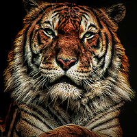 Buy canvas prints of Tiger 1 by Kelly Murdoch