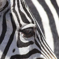 Buy canvas prints of Zebra eye by Mark Roper