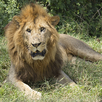 Buy canvas prints of  Lion in Kenya by Mark Roper