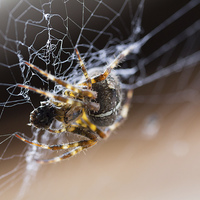 Buy canvas prints of  Spider by Mark Roper