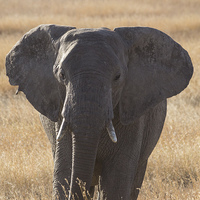 Buy canvas prints of  Elephant in Serengeti by Mark Roper