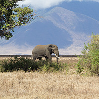 Buy canvas prints of Elephant in Ngorongoro Crater by Mark Roper