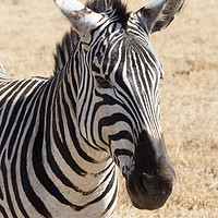 Buy canvas prints of Zebra in Ngorongoro Crater by Mark Roper
